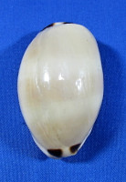 Lurida pulchra